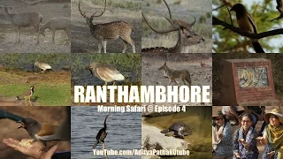 Morning Safari (Animals and Birds from the Wild!): Exploring Ranthambore - Ep4