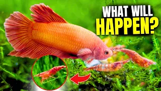 Will Bettas Eat Shrimp? Here's How To Keep Both