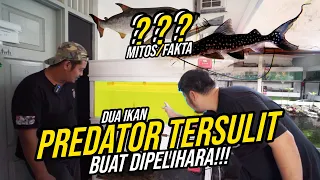 SAKIT JIWA!!! PELIHARA IKAN PREDATOR TERSULIT DALAM PEMELIHARAAN!!! - KENAPA TETEP DIPELIHARA?!