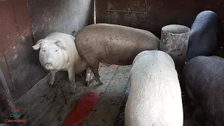 Сдал свиней. Вес свиней в 7 - 7,5 месяцев. 6 месяцев на откорме. Расходы кормов. Живой вес 140-150кг
