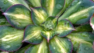 Aeonium зимой. Показываю свою коллекцию Эониумов, рассказываю о зимовке, поливе и субстрате.