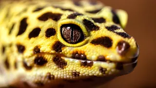 Leopard Gecko Facts: Do You KNOW the LEOPARD GECKO? 🦎