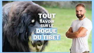 DOGUE DU TIBET : Race de chien