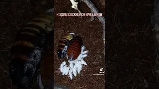 Hissing cockroach gave birth #shorts   #cockroach  #new