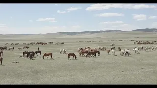 Коневодство - гордость Бурятии