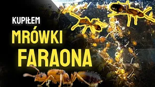 MRÓWKI FARAONA - Postrach Bloków i Kamienic!