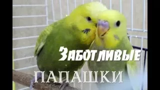 Когда птенец собирается выйти из гнезда...When the chick is about to leave the nest...