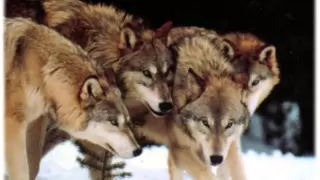 Loreena McKennitt - Mummer's Dance (Dance of wolves)