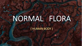 NORMAL FLORA     Human Body