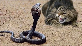 chats contre serpents, ABSOLUMENT INCROYABLE.