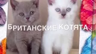 Милые котята. Британские котята. Купить котенка