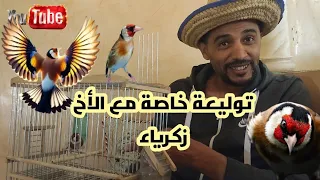 توليعة خاصة عند الأخ زكرياء وطيور في المستوى للبيع 👍♥️