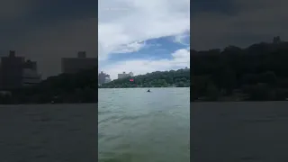 Dolphins swim near kayakers along the Hudson River