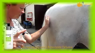 THOR - Как мыть лошадь? Как выводить грязные пятна? Латвийская порода