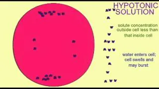 AP1: CELL MEMBRANE: ISOTONIC, HYPERTONIC, HYPOTONIC