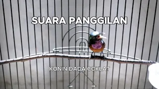 Suara Panggilan Burung Konin Dacok Untuk Memancing Burung Konin Berkicau #burungkicau #kicaumania