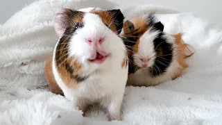 I'm shocked by some of my guinea pigs' habits