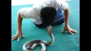Поцелуй змеи Kiss the snake