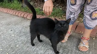 Two twin black cats need love more than food