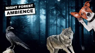 Night forest ambience with wolves, wind, and crows cawing