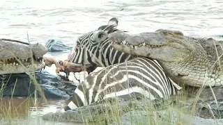 Mask Off: Crocodile Rips Zebra's Face Off