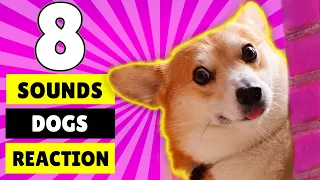 8 Sounds Dogs Like to React to the Most