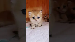 Super Cute Cats ♥ Best Funny Cat Videos 2021 # 200