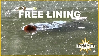 Dynamite Carp Fishing - Free Lining