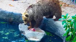 Bear Saves Bird From Drowning