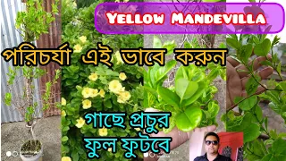 Yellow Mandevilla flower plant care//হলুদ ম্যান্ডেভিলা গাছের পরিচর্যা@anirbanbandyopadhyay5734