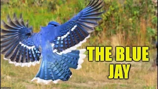 Blue Jays - Did You Know Birding? (Episode 9)