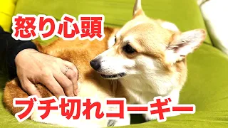 パパさんがさわると怒る【コーギー】Corgi gets angry when Dad touches.