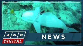 LOOK: Robotic fish aids biodiversity research by collecting DNA samples in the ocean | ANC