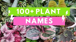 Plant Names and Pictures- Plant Identification