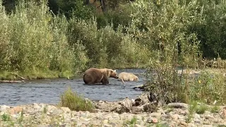 482 Bret and cubs, Margot Creek, 2019