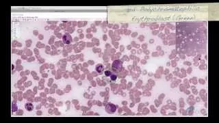 Histology Helper -  Blood Histology