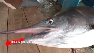 Ikan Marlin Biru Si Gurih Berumur Panjang | RAGAM INDONESIA (03/12/20)