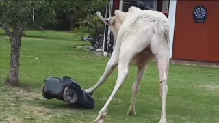 White moose vs robot lawnmower