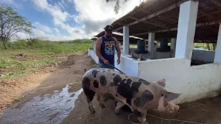 COLOCANDO OS REPRODUTORES COM AS MARRANS ➕ORGANIZANDO OS SUÍNOS PRA VIAJAR ➡️ ENTREGA DE SORTEIO