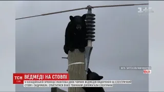 У Канаді двоє чорних ведмедів видерлися на електричний стовп і заснули