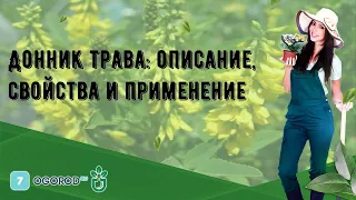 Донник трава: описание, свойства и применение