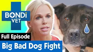 Puncture Wounds Everywhere After Dog Fight 🥊 | Bondi Vet Coast to Coast Season 1 Ep3 | Full Episodes