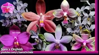 Blooming Phalaenopsis Orchid in September