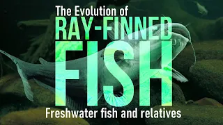 Freshwater fishes and relatives