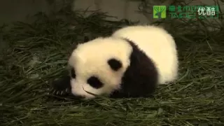 Детеныш панды спит и зевает