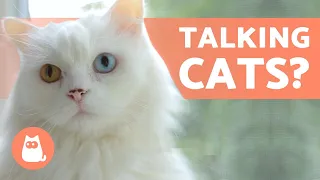 CAN CATS TALK? 😸💬 Cats Making Human Sounds