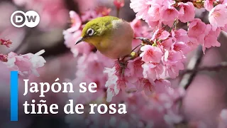 La temporada de floración de los cerezos en Japón ha comenzado 10 días antes de lo habitual