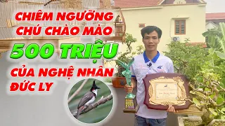 CHÀO MÀO HÓT ĐẤU 500 TRIỆU | Mô hình luyện chào mào hót đấu giàn của nghệ nhân Đức Ly