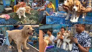 Kolkata dog 🐕 market|| Gaillf street pet market