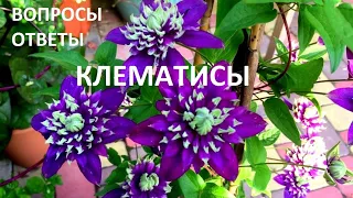 Окучивание клематисов. Когда? Как?Чем? Ответы на вопросы. Сад в ноябре.